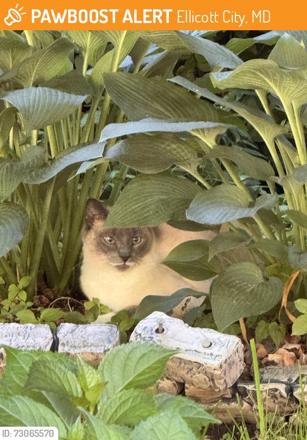 Found/Stray Unknown Cat last seen Hillingdon road, Ellicott City, MD 21163
