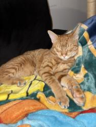 Reunited Female Cat last seen Monterey and Rancho Dr, San Jose, CA 95111