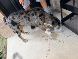 Found/Stray Female Dog last seen Crestway, Converse, TX 78109