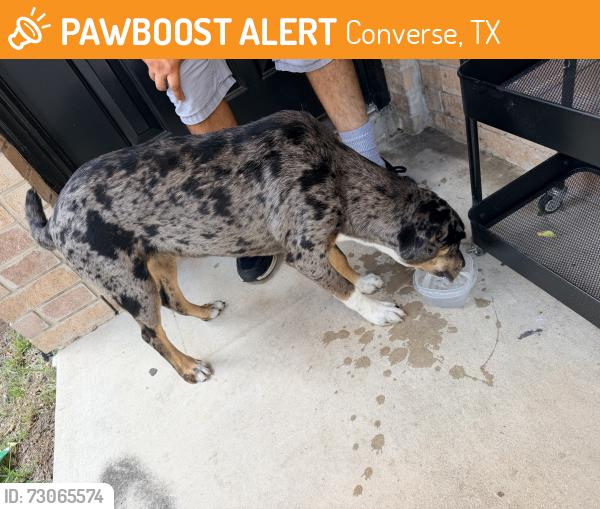 Found/Stray Female Dog last seen Crestway, Converse, TX 78109
