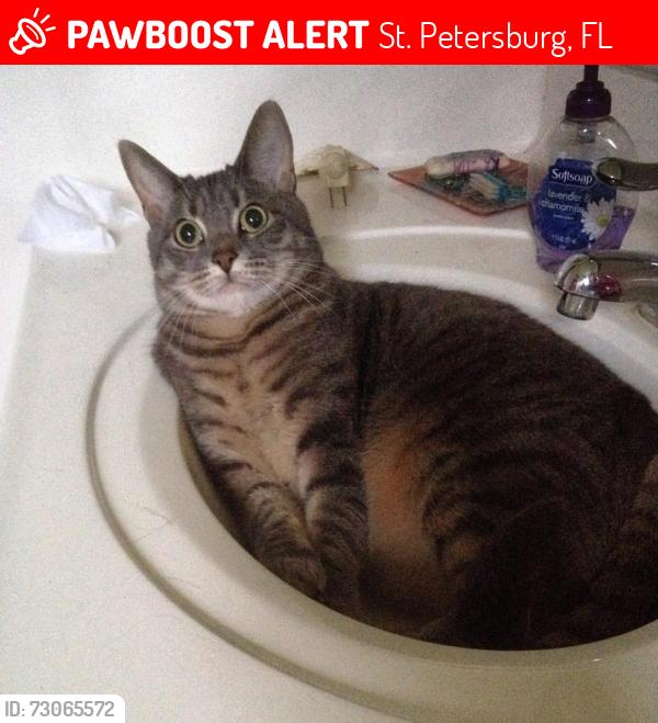 Lost Male Cat last seen Near 41st ave n St petersburg, St. Petersburg, FL 33703