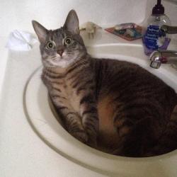 Lost Male Cat last seen Near 41st ave n St petersburg, St. Petersburg, FL 33703