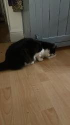 Reunited Male Cat last seen Verrier Road and Church Road , Redfield, England BS5