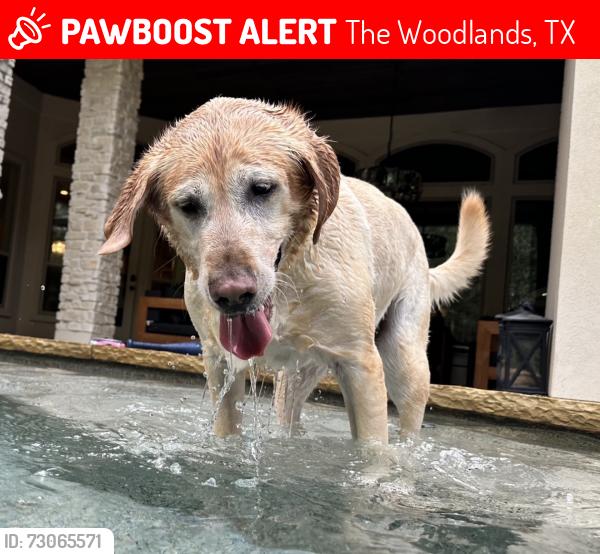 Lost Male Dog last seen Near Walmart of Woodlands parkway , The Woodlands, TX 77382