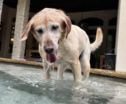 Lost Male Dog last seen Near Walmart of Woodlands parkway , The Woodlands, TX 77382