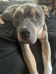 Lost Male Dog last seen Mineral Springs Rd and Conder Circle, Darlington, SC 29532