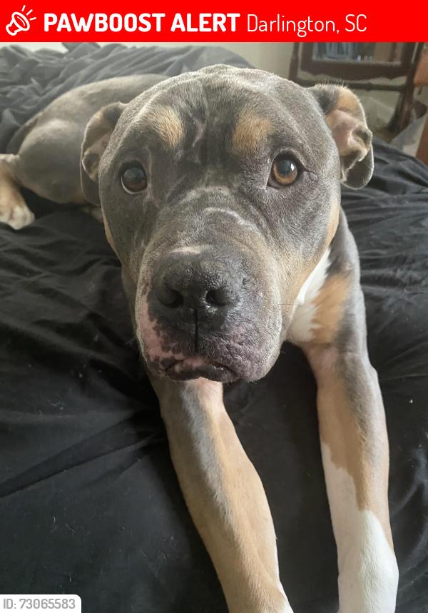 Lost Male Dog last seen Mineral Springs Rd and Conder Circle, Darlington, SC 29532