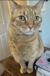 Lost Male Cat last seen Palm Bay Rd and Emerson, Palm Bay, FL 32907