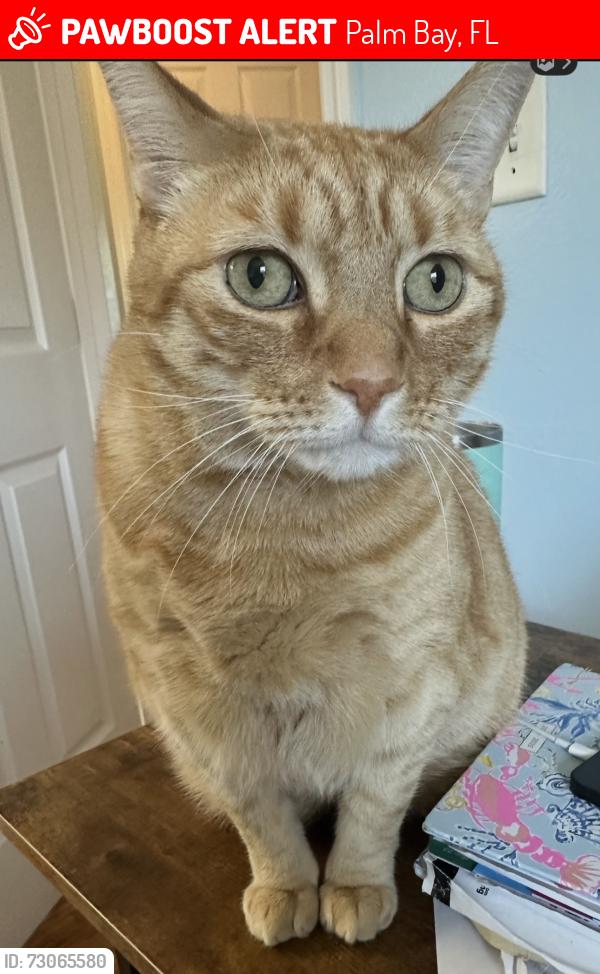Lost Male Cat last seen Palm Bay Rd and Emerson, Palm Bay, FL 32907