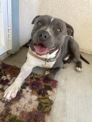 Found/Stray Male Dog last seen Rosemary drive and Indian wells drive, Victorville, CA 92394