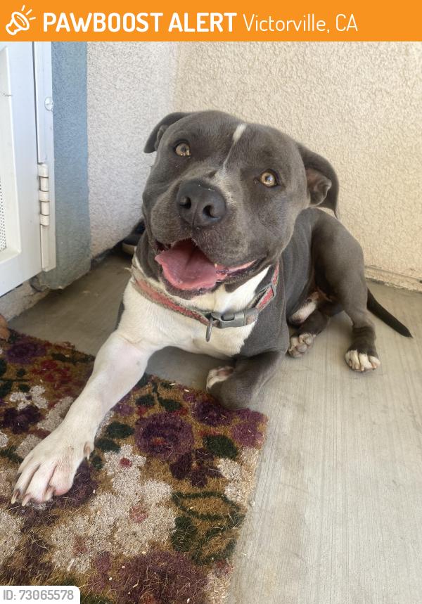 Found/Stray Male Dog last seen Rosemary drive and Indian wells drive, Victorville, CA 92394
