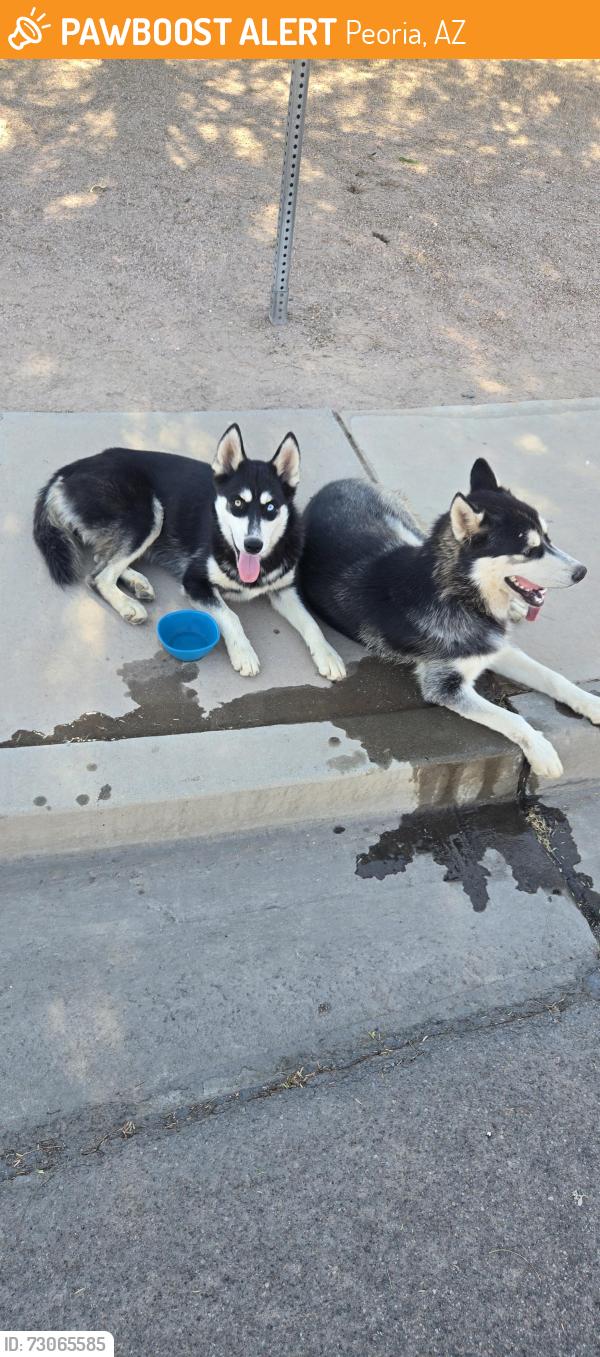 Found/Stray Unknown Dog last seen Near W Royal Palm Rd, Peoria, AZ 85345, Peoria, AZ 85345