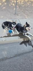 Found/Stray Unknown Dog last seen Near W Royal Palm Rd, Peoria, AZ 85345, Peoria, AZ 85345