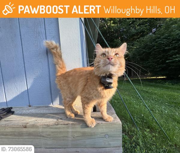 Found/Stray Male Cat last seen Harvest Community Church, Willoughby Hills, OH 44094