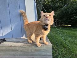 Found/Stray Male Cat last seen Harvest Community Church, Willoughby Hills, OH 44094