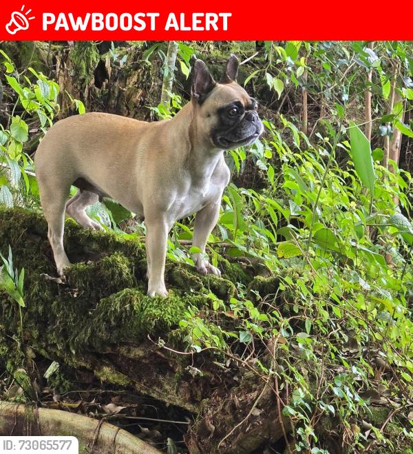 Lost Female Dog last seen 22ND AVE IN HPP, Hawaiian Paradise Park, HI 96749