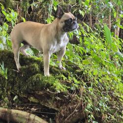 Lost Female Dog last seen 22ND AVE IN HPP, Hawaiian Paradise Park, HI 96749