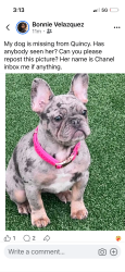Lost Female Dog last seen Washington st Quincy, Quincy, MA 02169