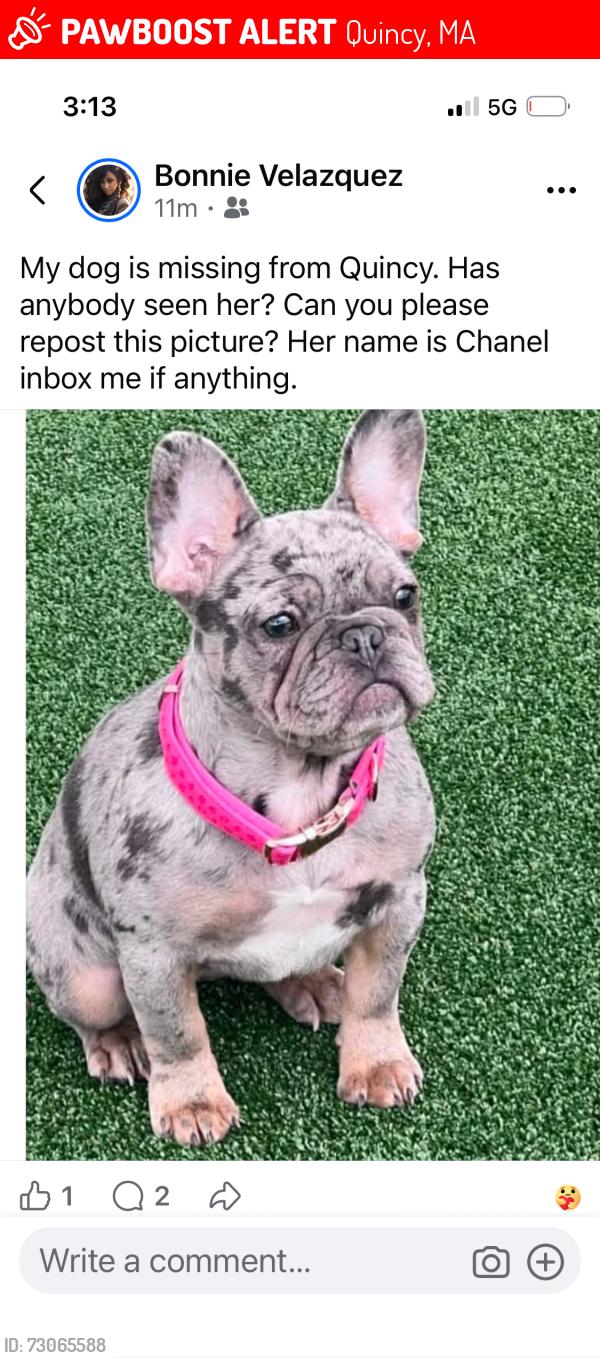 Lost Female Dog last seen Washington st Quincy, Quincy, MA 02169