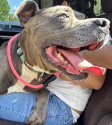 Shelter Stray Female Dog last seen Near Lawrenceville Hwy, Decatur 30033, 30033, GA, 3280 Chamblee Dunwoody Rd, Chamblee, GA 30341, USA