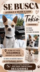 Reunited Male Dog last seen Frente a tapestry , Kissimmee, FL 34741