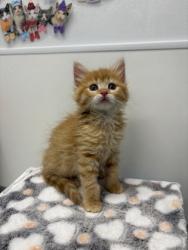 Shelter Stray Female Cat last seen 56th and Euclild Ave, KCMO, 64130, 64130, KS, 7077 Elmwood Ave, Kansas City, MO 64132, USA