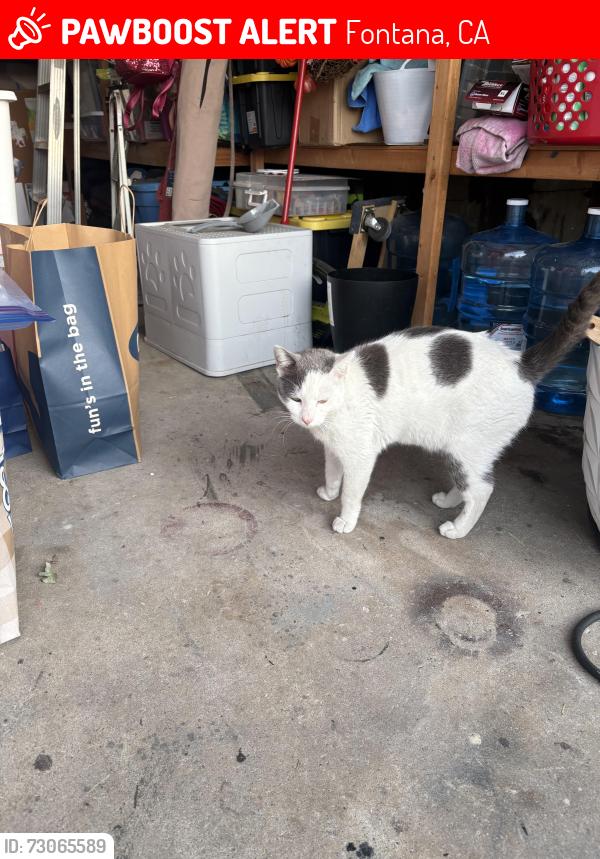 Lost Male Cat last seen South Highland, Fontana, CA 92336