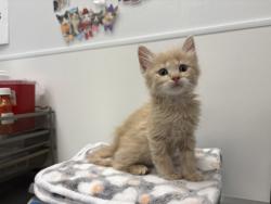 Shelter Stray Female Cat last seen 56th and Euclild Ave, KCMO, 64130, 64130, KS, 7077 Elmwood Ave, Kansas City, MO 64132, USA