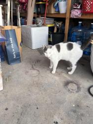 Lost Male Cat last seen South Highland, Fontana, CA 92336