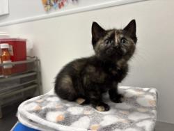 Shelter Stray Female Cat last seen 56th and Euclild Ave, KCMO, 64130, 64130, KS, 7077 Elmwood Ave, Kansas City, MO 64132, USA