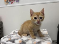 Shelter Stray Male Cat last seen 56th and Euclild Ave, KCMO, 64130, 64130, KS, 7077 Elmwood Ave, Kansas City, MO 64132, USA