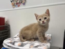 Shelter Stray Male Cat last seen 56th and Euclild Ave, KCMO, 64130, 64130, KS, 7077 Elmwood Ave, Kansas City, MO 64132, USA
