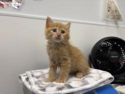 Shelter Stray Male Cat last seen 56th and Euclild Ave, KCMO, 64130, 64130, KS, 7077 Elmwood Ave, Kansas City, MO 64132, USA