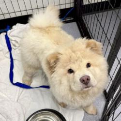 Shelter Stray Female Dog last seen Near Wallace St, Oakland, , 1101 29th Ave, Oakland, CA 94601, USA