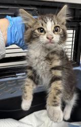 Shelter Stray Male Cat last seen Kennedy Street Exit of 880 Freeway, Oakland, CA, 1101 29th Ave, Oakland, CA 94601, USA