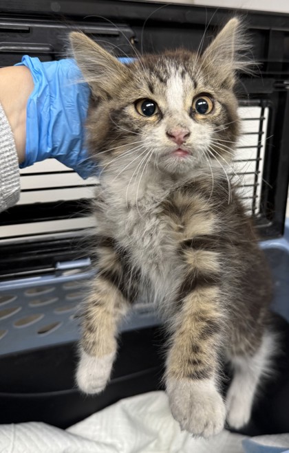 Shelter Stray Male Cat last seen Kennedy Street Exit of 880 Freeway, Oakland, CA, 1101 29th Ave, Oakland, CA 94601, USA