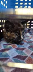 Shelter Stray Female Cat last seen Near henry brennon dr, CITY of El Paso, TX, 5001 Fred Wilson Ave, El Paso, TX 79906, USA