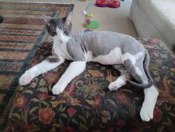 Reunited Male Cat last seen Valley Pkwy & Bear Valley, Escondido, CA 92027