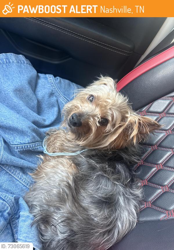 Found/Stray Unknown Dog last seen 2nd Avenue South, Nashville, TN 37210