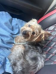 Found/Stray Unknown Dog last seen 2nd Avenue South, Nashville, TN 37210