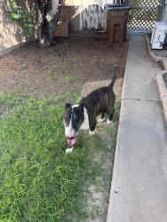 Found/Stray Male Dog last seen Alameda and Holguin, Las Cruces, NM 88001