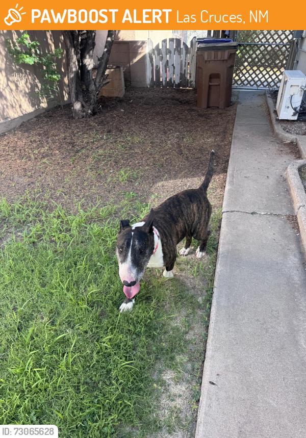 Found/Stray Male Dog last seen Alameda and Holguin, Las Cruces, NM 88001