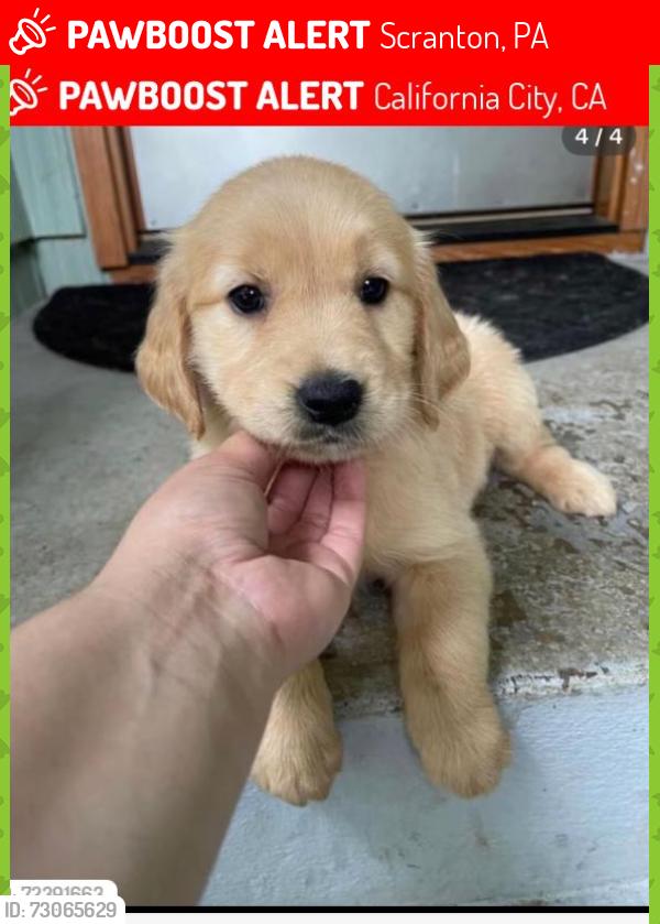 Lost Male Dog last seen Oklahoma, Scranton, PA 18510