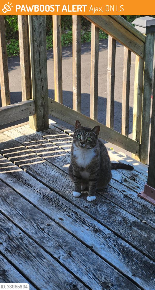 Found/Stray Female Cat last seen Kings cres/Forest Road, Ajax, ON L1S