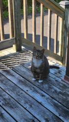 Found/Stray Female Cat last seen Kings cres/Forest Road, Ajax, ON L1S