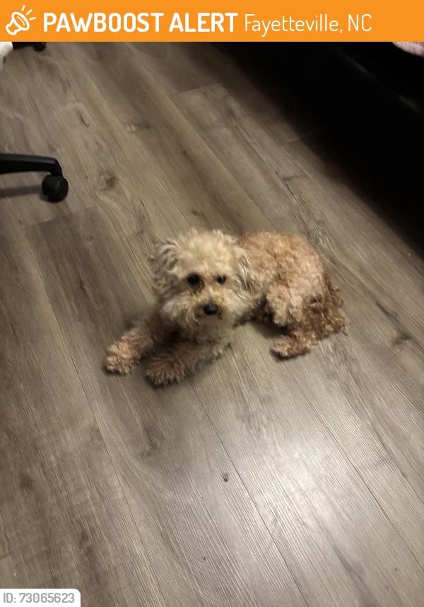 Found/Stray Male Dog last seen Seabrook Rd, Fayetteville, NC 28301