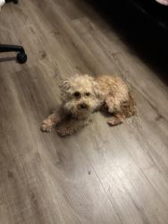 Found/Stray Male Dog last seen Seabrook Rd, Fayetteville, NC 28301