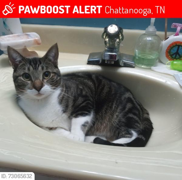 Lost Male Cat last seen Hammil road, Chattanooga, TN 37343