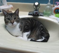 Lost Male Cat last seen Hammil road, Chattanooga, TN 37343