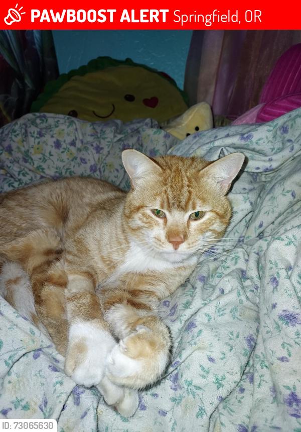 Lost Male Cat last seen Parker and J St., Springfield, OR 97477